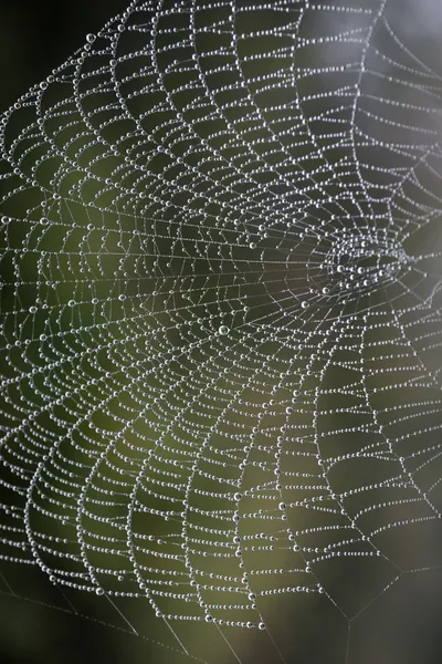 Cobweb com orvalho matinal — Fotografia de Stock
