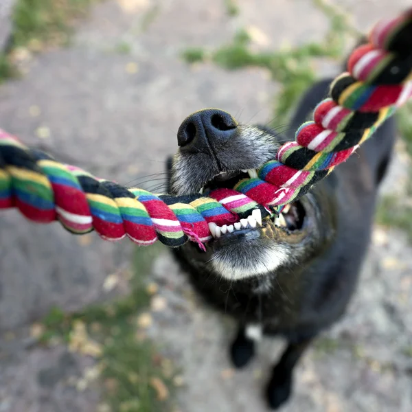 黑犬用绳子 — 图库照片