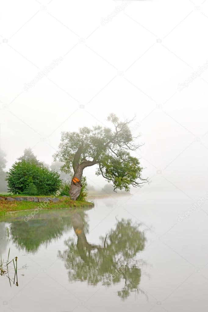willow tree reflected in water