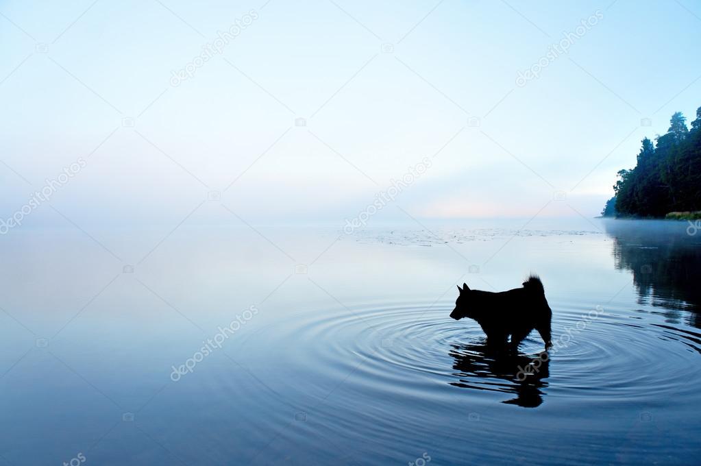 dog in lake