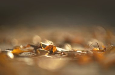 kahverengi huş yaprağı erken Güz