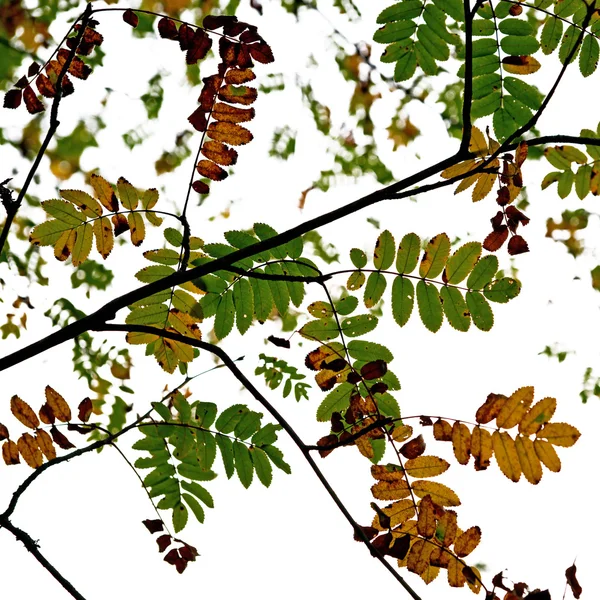 Rowan berry tree a principios de otoño — Foto de Stock