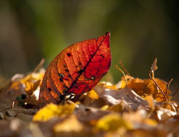 Leaf in autumn colors — Stock Photo, Image