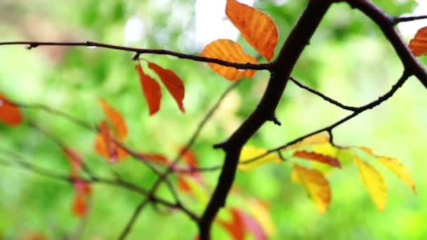 Tak van beukenhout boom in de herfst — Stockvideo