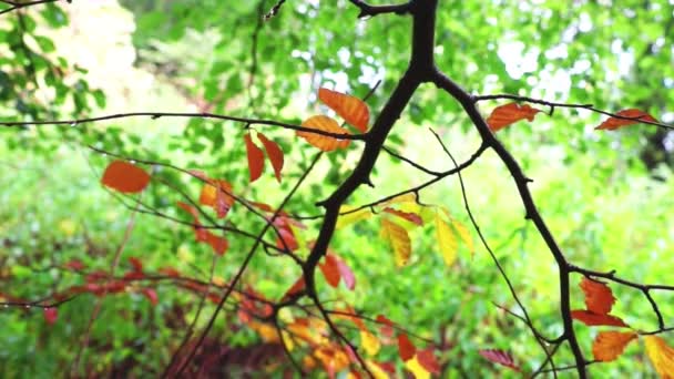 Tak van beukenhout boom in de herfst — Stockvideo