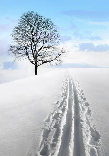 Pista e albero di sci nordico — Foto Stock