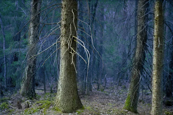 Gruselbaum — Stockfoto