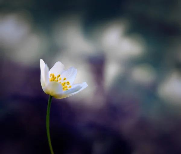 Windflower on purple — Stock Photo, Image