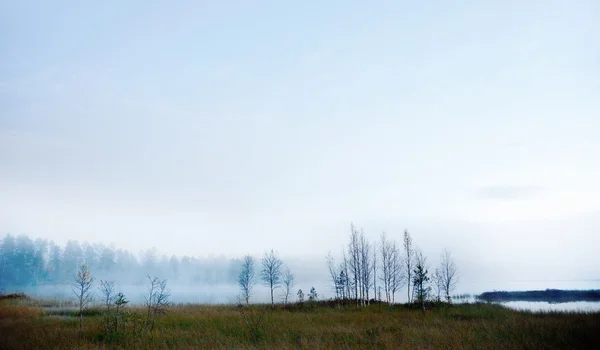 Çıplak huş ağaçlarıyla sisli Nehri — Stok fotoğraf