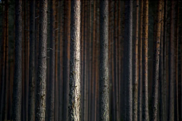 在傍晚的光线的松树 — 图库照片