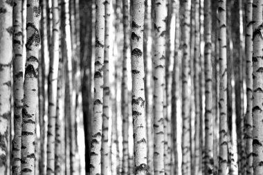 Birch trees in black and white clipart