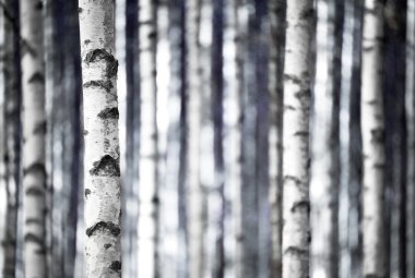 Birch trees in blue clipart