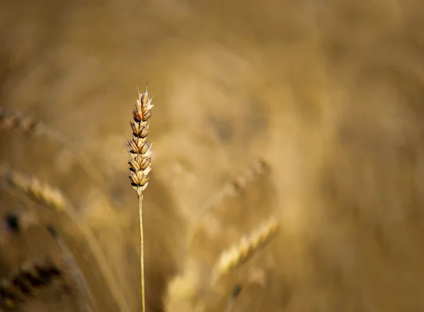 Cereali in campo — Foto Stock