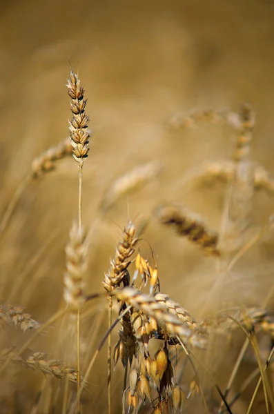 Cereali in campo — Foto Stock