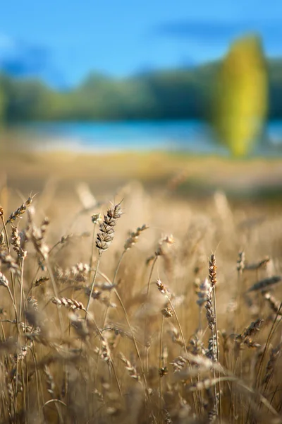 Champ de blé avec lac — Photo