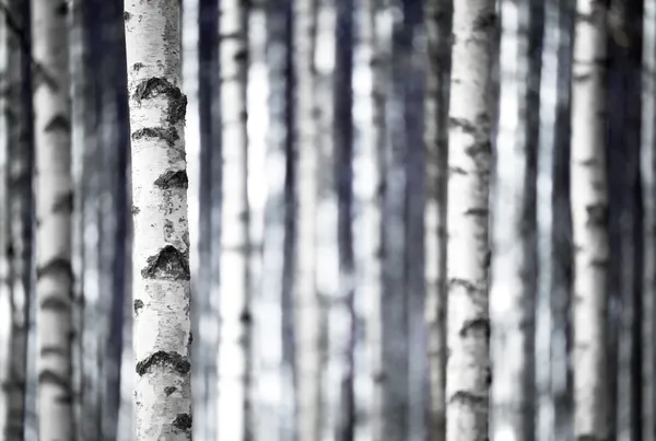 Berkenbomen in blauw — Stockfoto