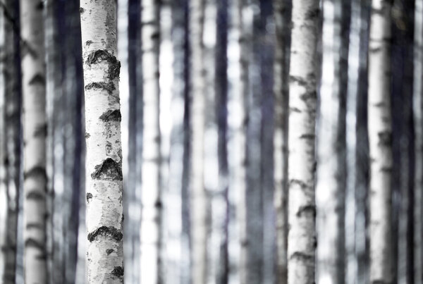 Birch trees in blue