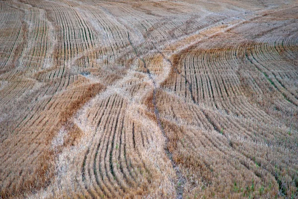 Campo marrón — Foto de Stock