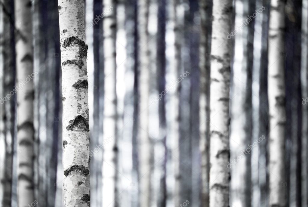 Birch trees in blue