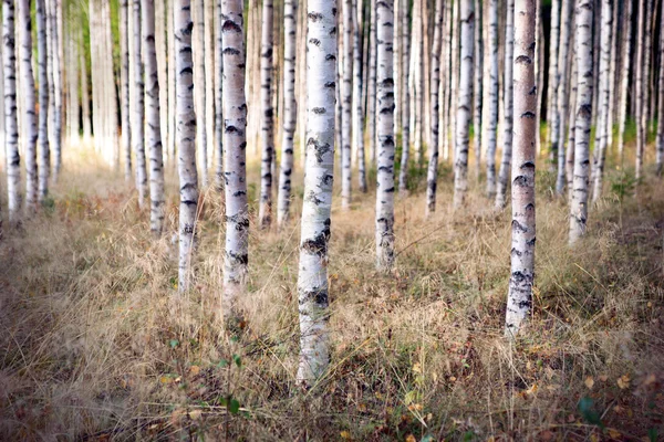 Birch trees in autumn — Stock Photo, Image