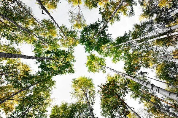Korony drzew brzozy — Zdjęcie stockowe