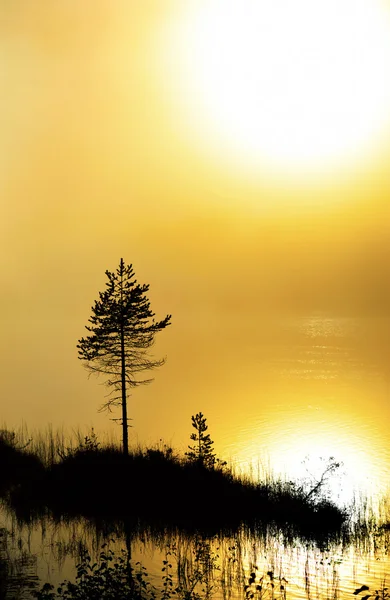 Pijnboom in zware mist bij dageraad — Stockfoto