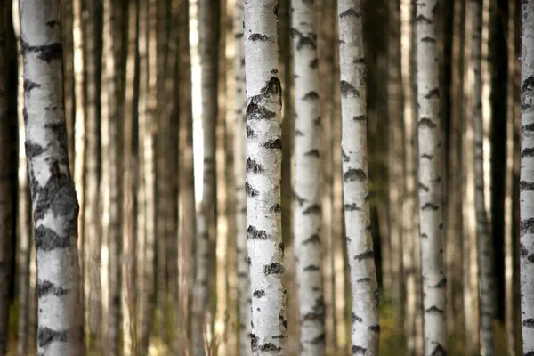 trunks of birch trees