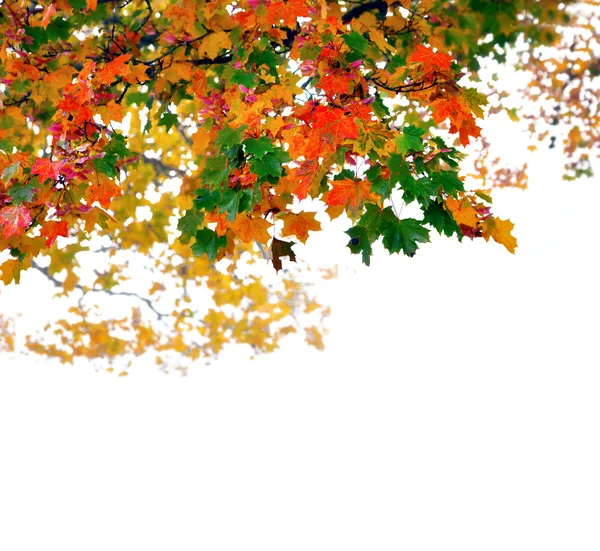 Folhas de bordo no outono — Fotografia de Stock