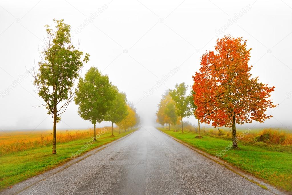 Avenue in autumn