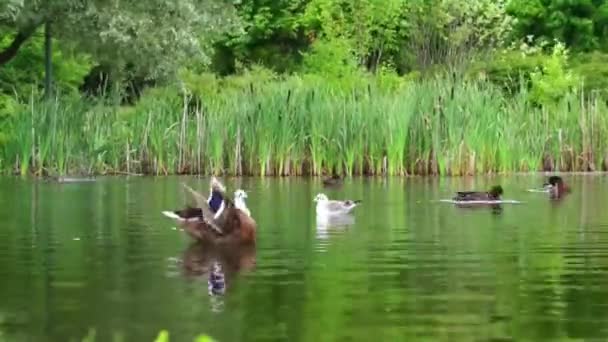 Lagoa de pato — Vídeo de Stock