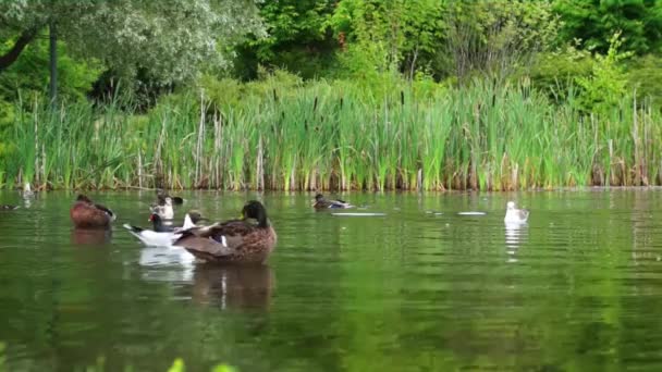Día ocupado en el estanque de patos — Vídeo de stock