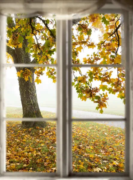 Кленовое дерево, просматриваемое через окно — стоковое фото