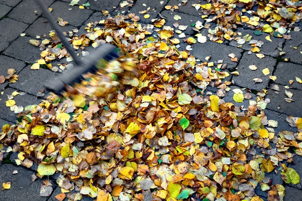 Seeping up autumn leaves — Stock Photo, Image