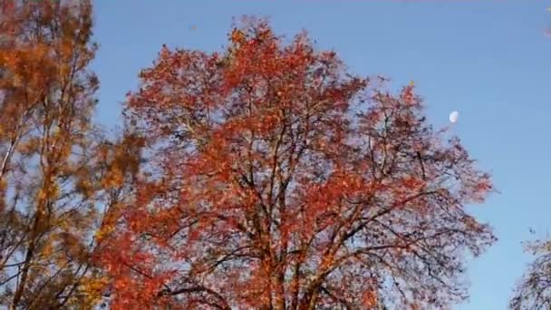 Bomen in de storm — Stockvideo