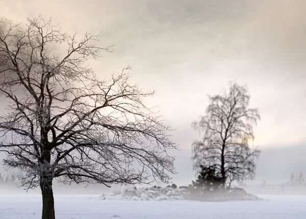 霧の風景の中の裸の木 — ストック写真