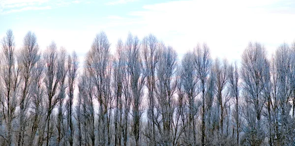 Populieren in de winter — Stockfoto