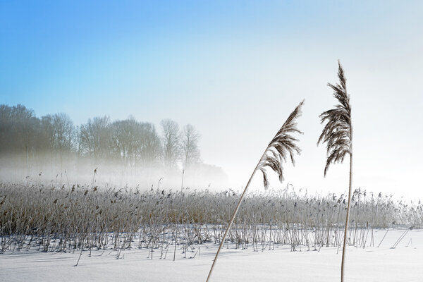 reeds on lake in winter