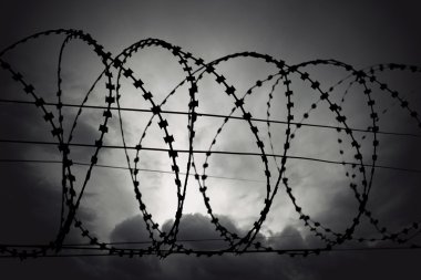 Champ de maïs à la récolte