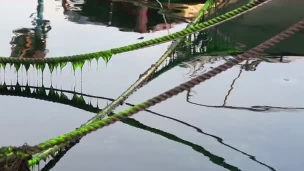 Algas marinas en la cuerda — Vídeos de Stock