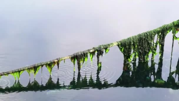 Algas marinas en la cuerda — Vídeos de Stock