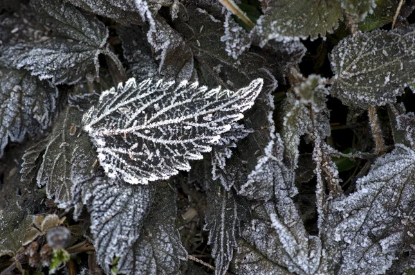 Feuilles congelées — Photo