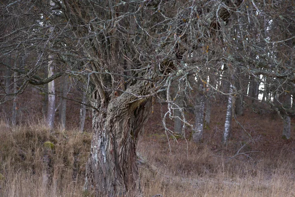 Gamla kala träd — Stockfoto