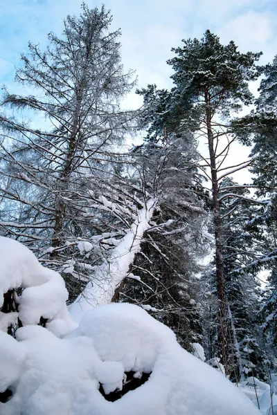 Gevallen boom in winterbos — Stockfoto