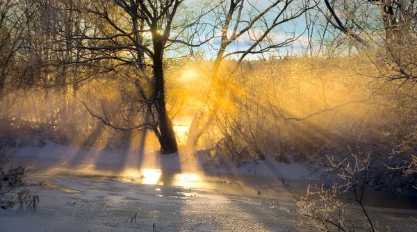 Sunbeams filtered through bare tree — Stock Photo, Image