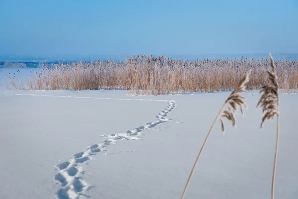 Lago congelado com juncos — Fotografia de Stock