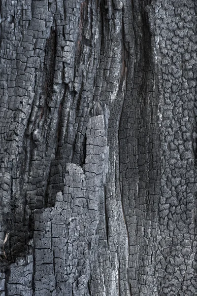 Karbonizált fa — Stock Fotó