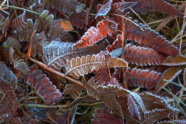 Listy kapradiny na podzim — Stock fotografie