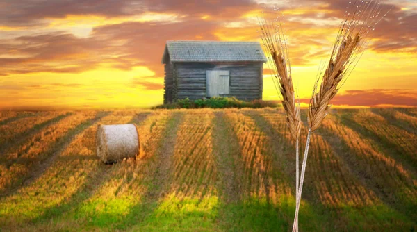 Ländliche Landschaft — Stockfoto