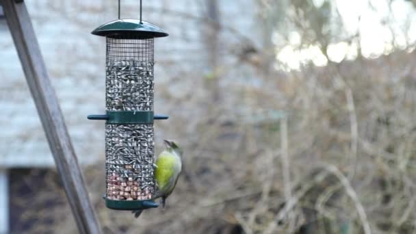 Birds feeding trough — Stock Video