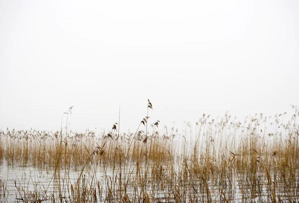 Palhetas secas no dia de inverno nebuloso — Fotografia de Stock